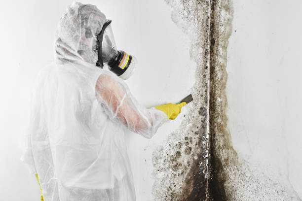 Best Affordable Mold Removal  in Laguna Niguel, CA