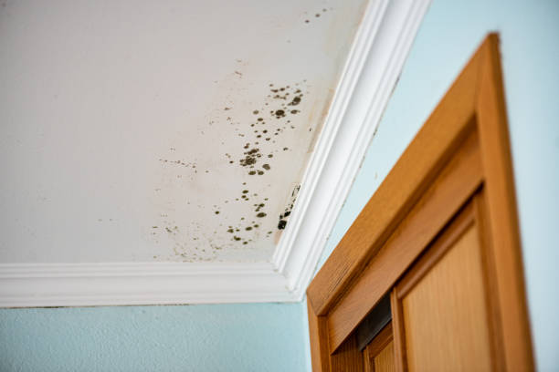 Best Same-Day Mold Removal  in Laguna Niguel, CA