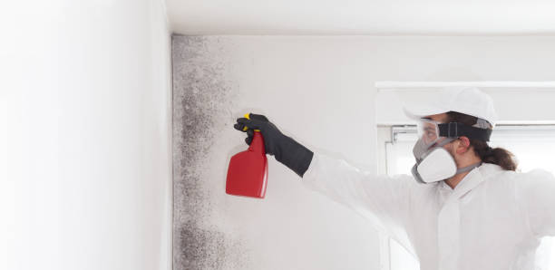 Best Certified Mold Removal  in Laguna Niguel, CA