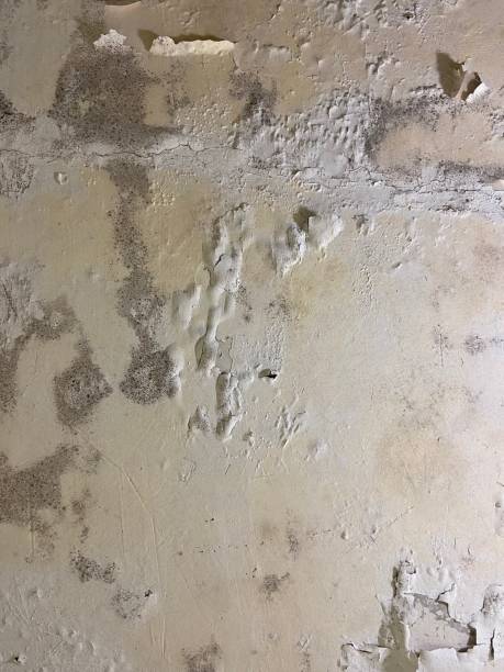 Laguna Niguel, CA Mold Removal Company