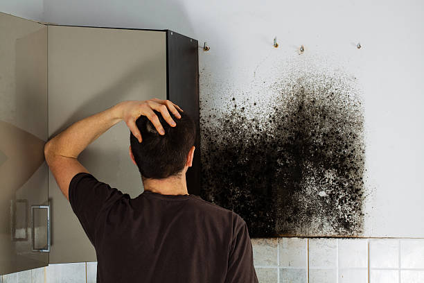 Best Mold Remediation  in Laguna Niguel, CA