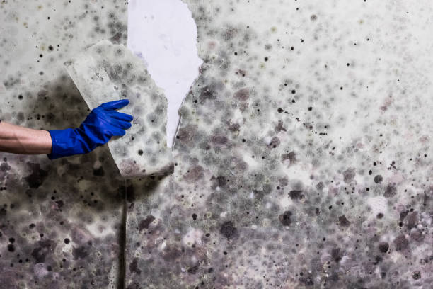 Best Crawl Space Mold Removal  in Laguna Niguel, CA