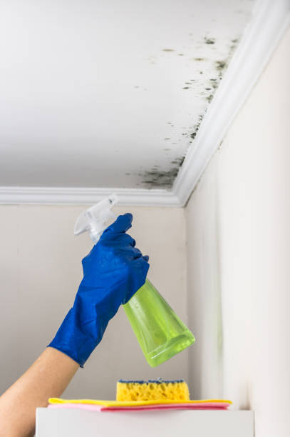 Best Local Mold Removal Service  in Laguna Niguel, CA