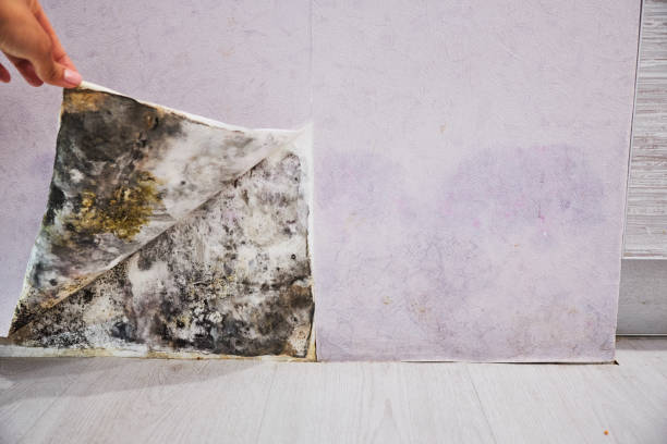 Best Water Damage Restoration  in Laguna Niguel, CA